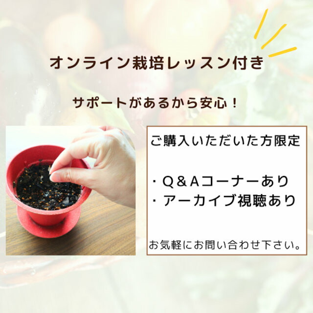 オンラインレッスン