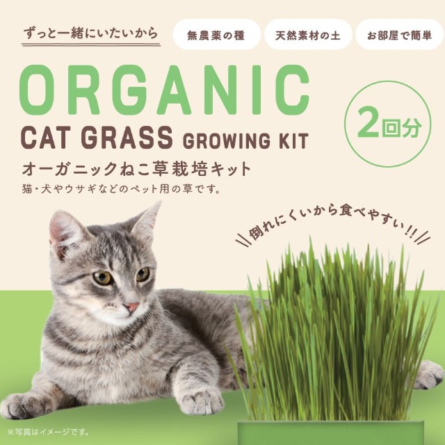 ネコ草栽培キット