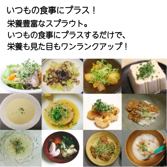 ヤシの実容器