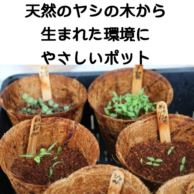 やしの木から生まれた環境にやさしいポット