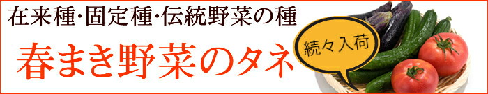 【満月ポイント10倍】在来種/固定種/野菜の種「相模半白胡瓜」2ml約40粒/畑懐〔はふう〕