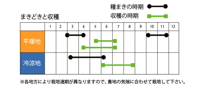 在来種/固定種/野菜の種「つるなしスナップえんどう」20ml約40粒/畑懐〔はふう〕