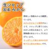 天然フルーツのかき氷シロップ氷屋さんちの削氷〔けずりひ〕生シロップ国産みかん250g【冷凍】