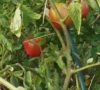 在来種/固定種/伝統野菜の種「純系ファーストトマト」0.5ml約30粒/畑懐〔はふう〕