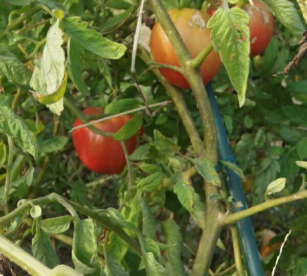 在来種/固定種/伝統野菜の種「純系ファーストトマト」0.5ml約30粒/畑懐〔はふう〕