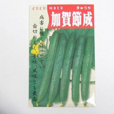 【国内採種/固定種】加賀節成きゅうり2ml約40粒　畑懐〔はふう〕の種【メール便可】