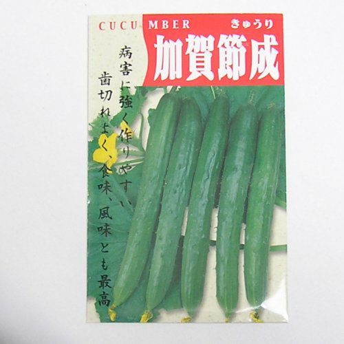 在来固定種野菜の種「加賀節成きゅうり」2ml〔約40粒〕畑懐〔はふう〕