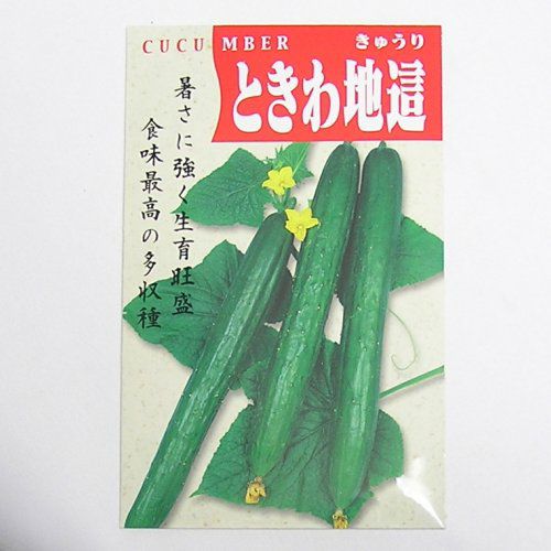 在来固定種野菜の種「ときわ地這きゅうり」2ml〔約40粒〕畑懐〔はふう〕