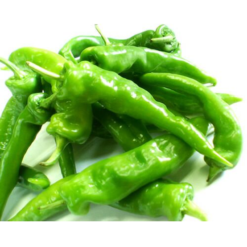 在来固定種野菜の種「万願寺とうがらし」1ml〔約80粒〕畑懐〔はふう〕