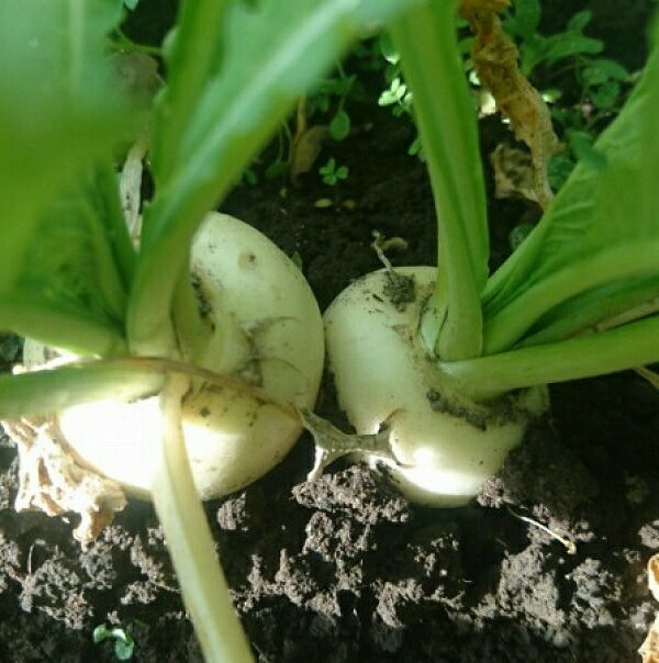 在来種/固定種/伝統野菜の種金町小カブ5ml約1200粒/畑懐〔はふう〕の種【メール便可】