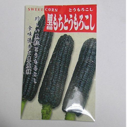 在来固定種野菜の種「黒もちもろこし」50ml〔約100粒〕畑懐〔はふう〕