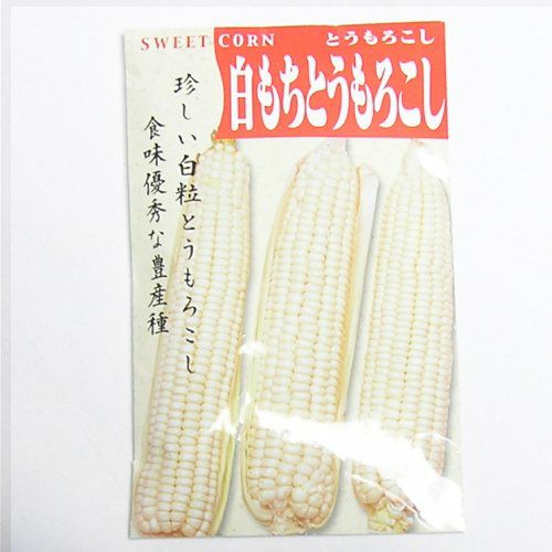 在来固定種野菜の種「白もちもろこし」50ml〔約100粒〕畑懐〔はふう〕