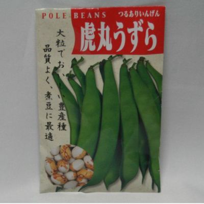 【国内採種/固定種】大虎豆うずら豆の種30ml約25粒　畑懐〔はふう〕の種【メール便可】