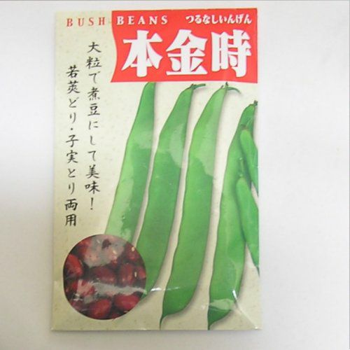 在来固定種野菜の種「つるなし本金時豆」40ml〔約55粒〕畑懐〔はふう〕