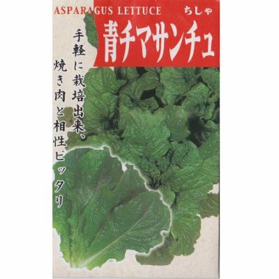 【固定種】青チマサンチュの種1ml(約400粒）　畑懐〔はふう〕の種【メール便可】