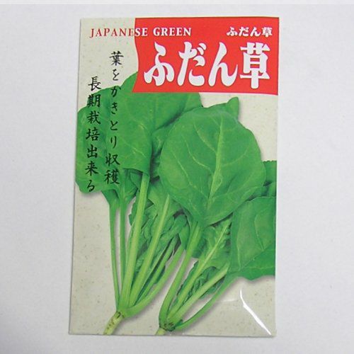 在来固定種野菜の種「ふだん草(うまいな不断草)」50ml〔約750粒〕畑懐〔はふう〕