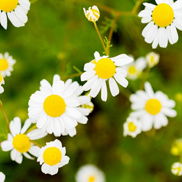 在来固定種野菜の種「ジャーマンカモミール」0.5ml約3000粒畑懐〔はふう〕
