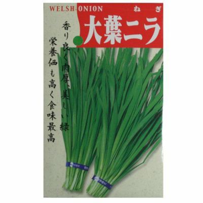 【固定種】大葉ニラの種5ml(約550粒）　畑懐〔はふう〕の種【メール便可】