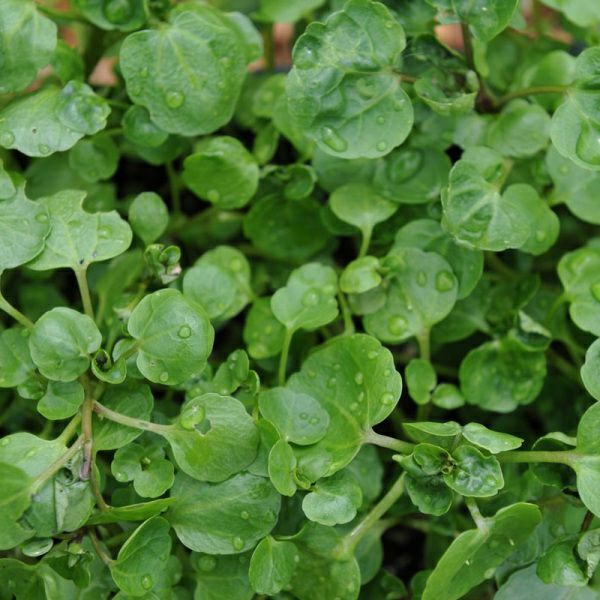 在来種/固定種/野菜のタネ「クレソン0,5ml(約1000粒）」畑懐〔はふう〕の種