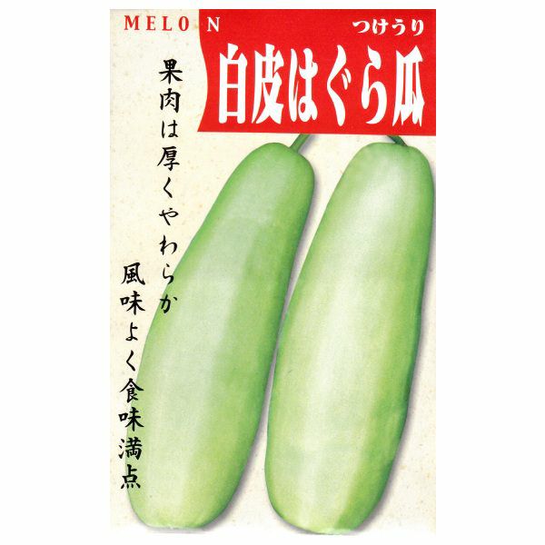 在来種/固定種/野菜の種「白はぐら瓜」1ml約20粒/畑懐〔はふう〕