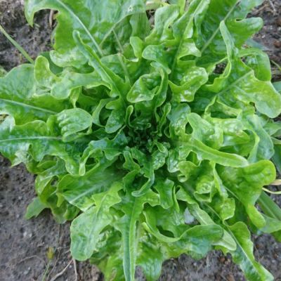 【固定種】オークリーフレタスの種1ml(約400粒）　畑懐〔はふう〕の種【メール便可】
