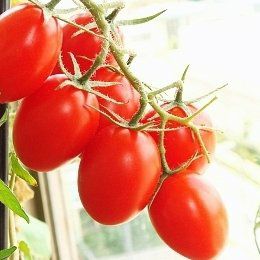 【国内採種/固定種】有機種子なつのこまクッキングトマト0.3m約30粒　畑懐〔はふう〕の種【メール便可】