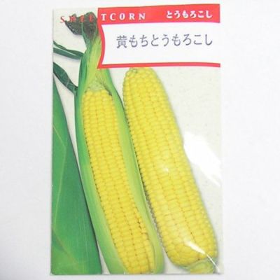 【国内採種/固定種】黄もちとうもろこし50ml約100粒　畑懐〔はふう〕の種【メール便可】