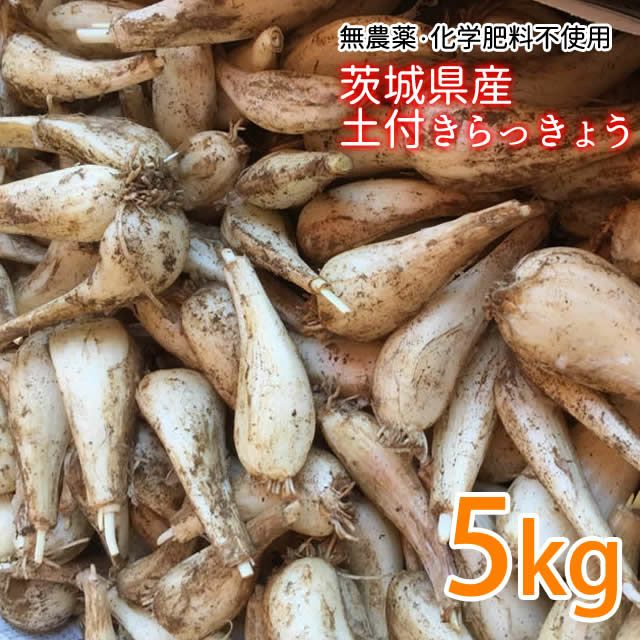 市場 無添加らっきょう 甘酢 国内産らっきょう 80g オーサワのらっきょう