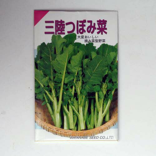 【秋蒔き野菜】在来固定種野菜の種「三陸つぼみ」5ml〔約1250粒〕畑懐〔はふう〕