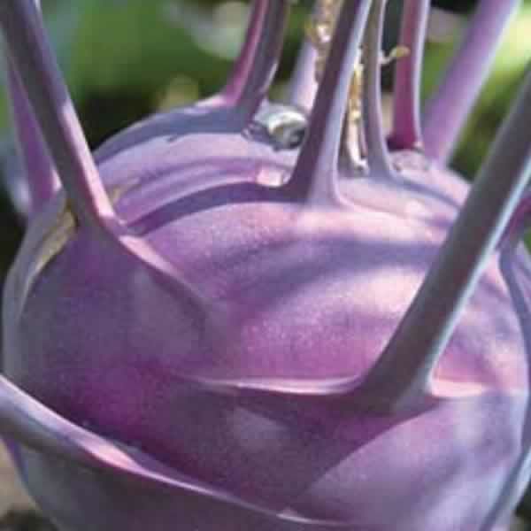 紫えんどうのタネ約30粒入り無農薬・無化学肥料たねの森【メール便可】