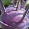 紫えんどうのタネ約30粒入り無農薬・無化学肥料たねの森【メール便可】
