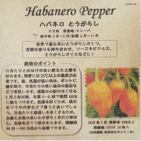 コールラビ（パープルヴィエナ）のタネ約100粒入り無農薬・無化学肥料・固定種たねの森【メール便可】