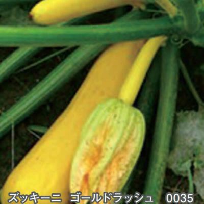 ゴールドラッシュズッキーニのタネ約16粒入り　無農薬・無化学肥料・固定種 たねの森【メール便可】
