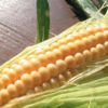 紫えんどうのタネ約30粒入り無農薬・無化学肥料たねの森【メール便可】