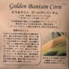 コールラビ（パープルヴィエナ）のタネ約100粒入り無農薬・無化学肥料・固定種たねの森【メール便可】