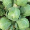 紫えんどうのタネ約30粒入り無農薬・無化学肥料たねの森【メール便可】