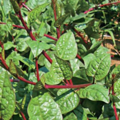 つるむらさきのタネ約30粒入り　無農薬・無化学肥料・固定種 たねの森【メール便可】