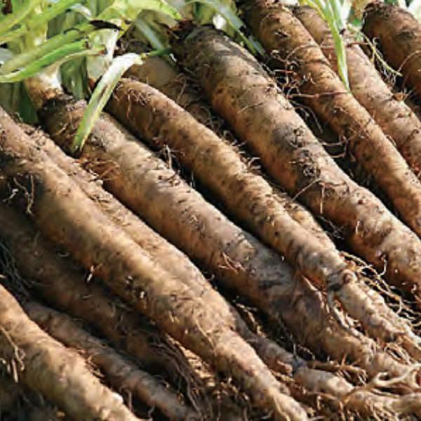 サルシファイ西洋ごぼうのタネ約100粒入り 無農薬 無化学肥料 固定種 たねの森 メール便可