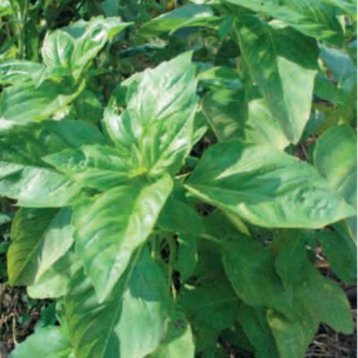ジェノベーゼバジルのタネ約300粒入り　無農薬・無化学肥料・固定種 たねの森【メール便可】