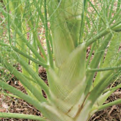 フローレンスフェンネルのタネ約300粒入り　無農薬・無化学肥料・固定種 たねの森【メール便可】