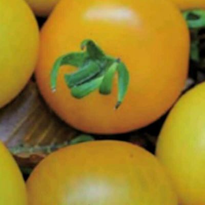 イエローパーフェクショントマトのタネ約30粒入り　無農薬・無化学肥料・固定種 たねの森【メール便可】