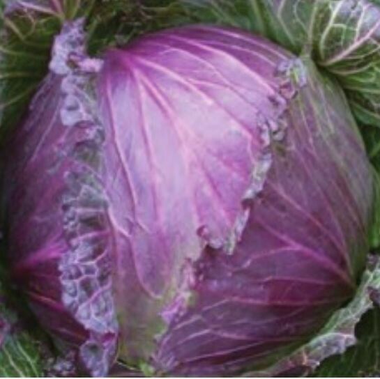 紫えんどうのタネ約30粒入り無農薬・無化学肥料たねの森【メール便可】