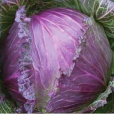 キャベツジャヌアリーキングのタネ約100粒入り　無農薬・無化学肥料・固定種 たねの森【メール便可】