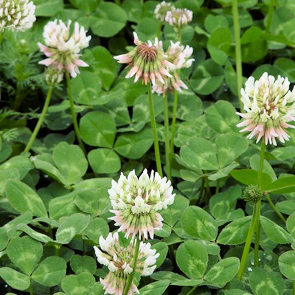 こぼれ種シリーズ里山の花の種「黒種草〔ニゲラ〕」畑懐〔はふう〕