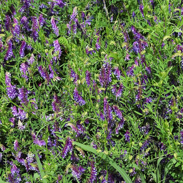 こぼれ種シリーズ里山の花の種「黒種草〔ニゲラ〕」畑懐〔はふう〕