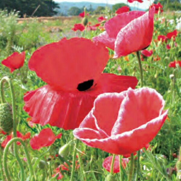 紫えんどうのタネ約30粒入り無農薬・無化学肥料たねの森【メール便可】