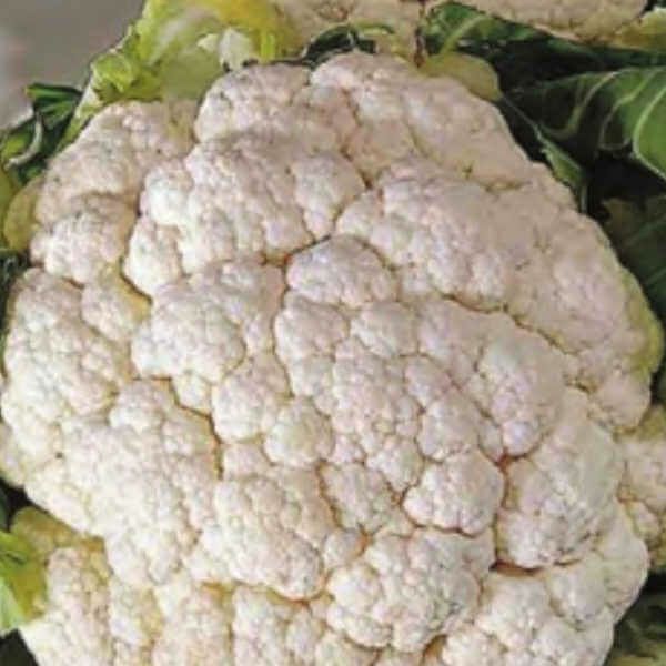 紫えんどうのタネ約30粒入り無農薬・無化学肥料たねの森【メール便可】