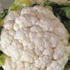 紫えんどうのタネ約30粒入り無農薬・無化学肥料たねの森【メール便可】