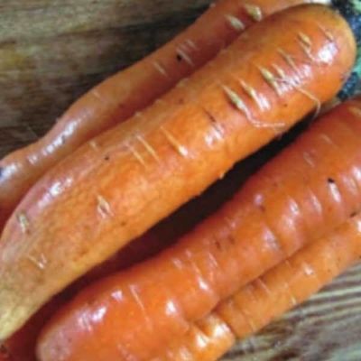 リトルフィンガーにんじんのタネ約500粒入り　無農薬・無化学肥料・固定種 たねの森【メール便可】