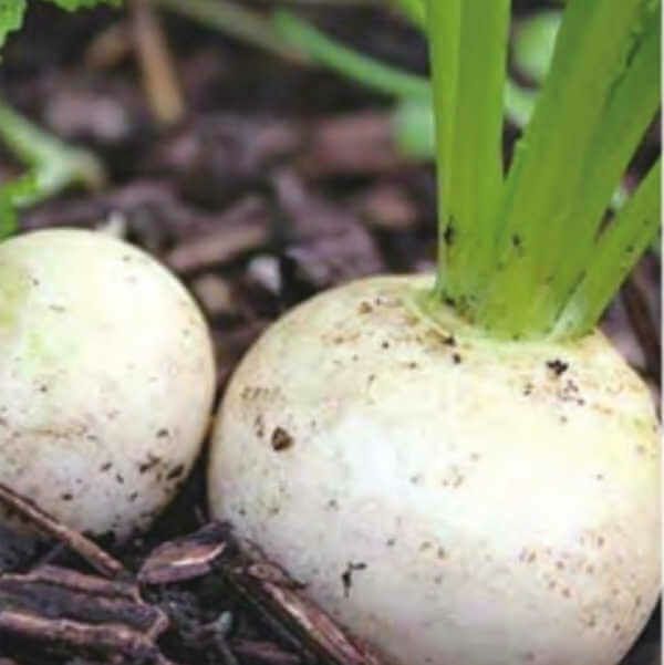 紫えんどうのタネ約30粒入り無農薬・無化学肥料たねの森【メール便可】